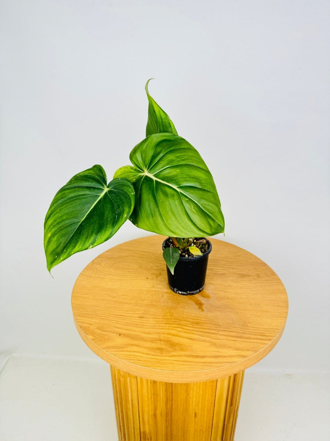 Philodendron Dean McDowell - Damaged foliage | Uprooted