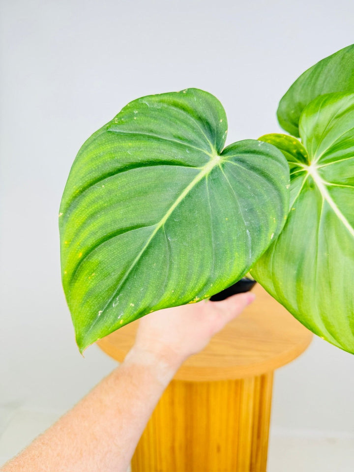 Philodendron Dean McDowell - Damaged foliage | Uprooted