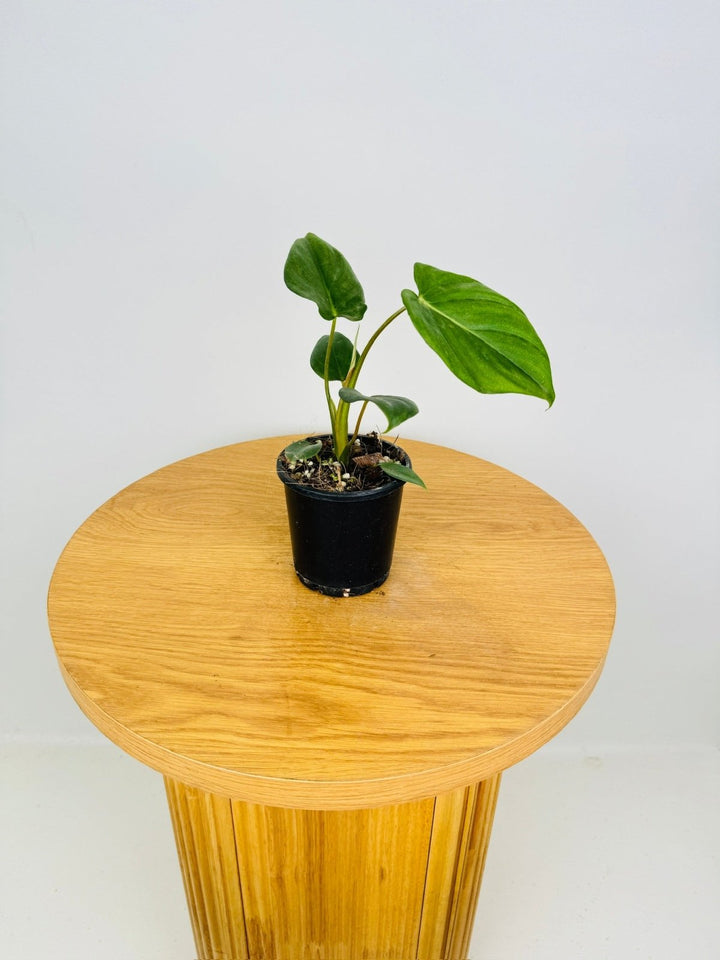 Philodendron Dean McDowell | Uprooted