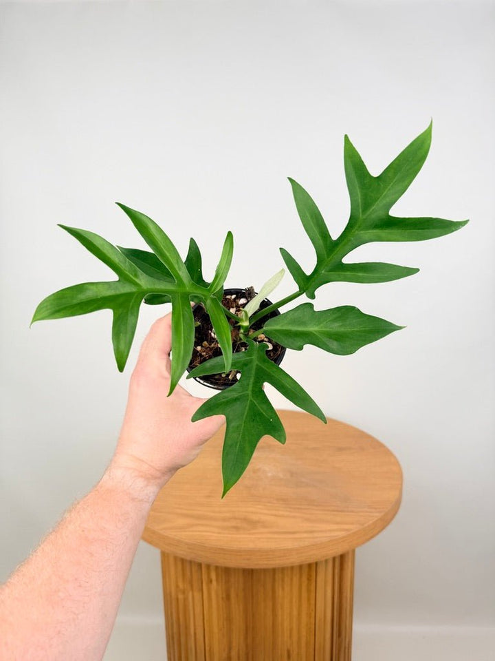 Philodendron Distantilobum | Uprooted