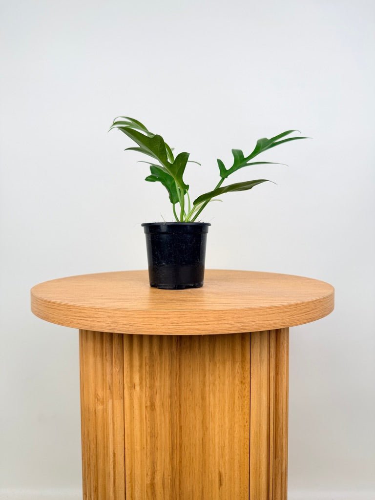 philodendron distantilobum care Philodendron Distantilobum | Uprooted
