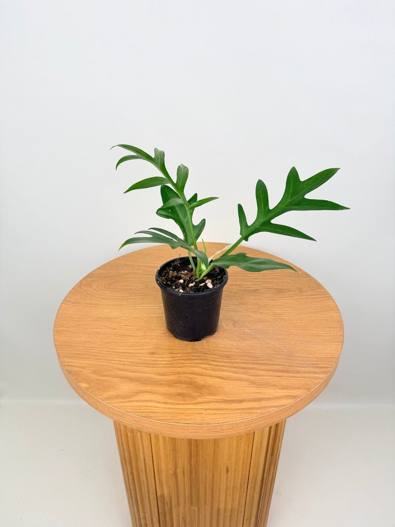 philodendron distantilobum mature Philodendron Distantilobum | Uprooted