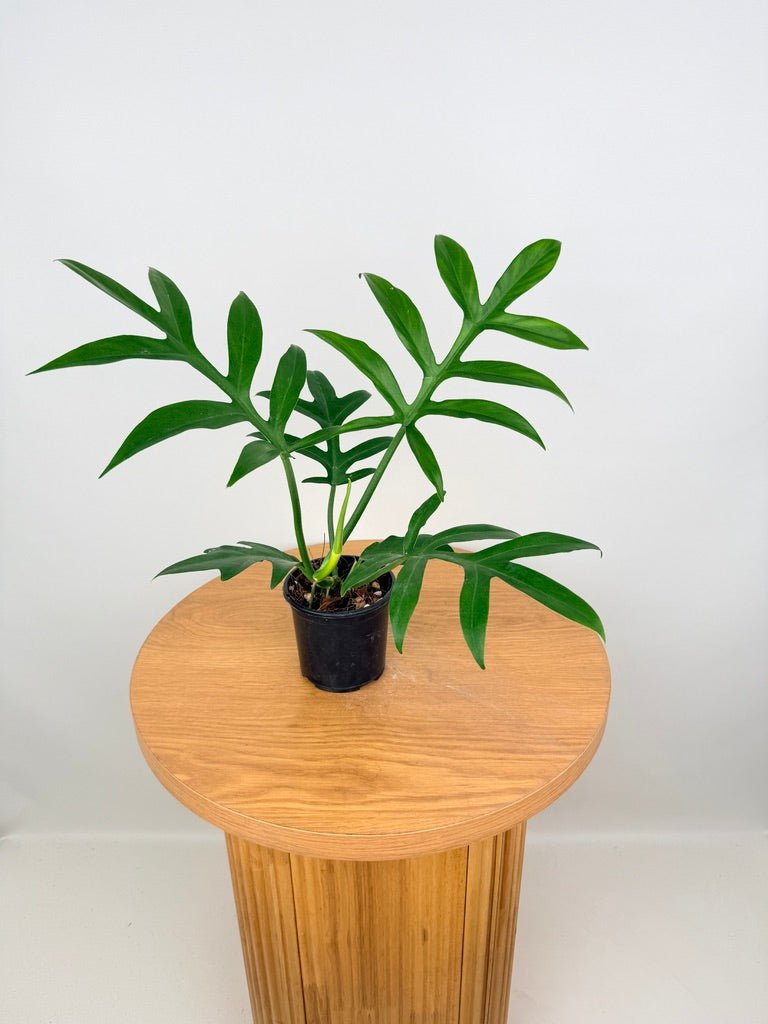 Philodendron Distantilobum | Uprooted