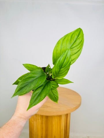 Philodendron Ernestii | Uprooted