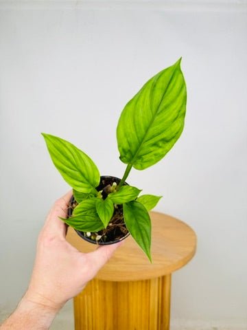 Philodendron Ernestii | Uprooted