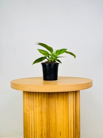 Philodendron Ernestii | Uprooted