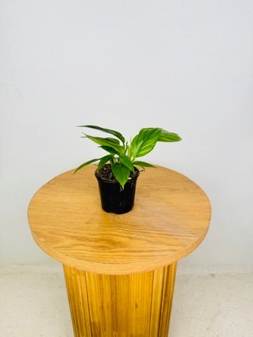Philodendron Ernestii | Uprooted