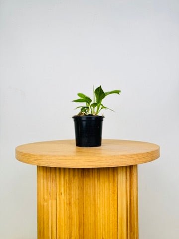 Philodendron Ernestii | Uprooted