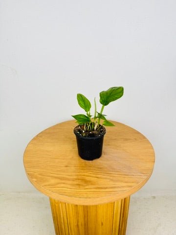 Philodendron Ernestii | Uprooted