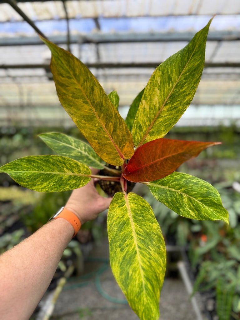 philodendron autumn Philodendron Erubescens - Autumn Queen | Uprooted