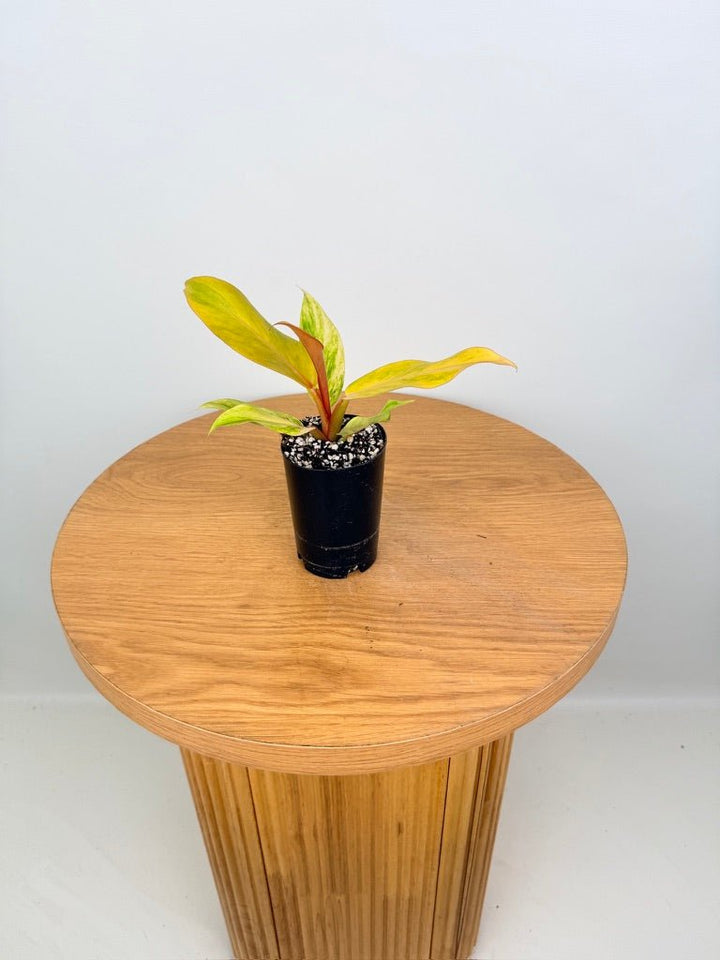 Philodendron Erubescens - Autumn Queen | Uprooted