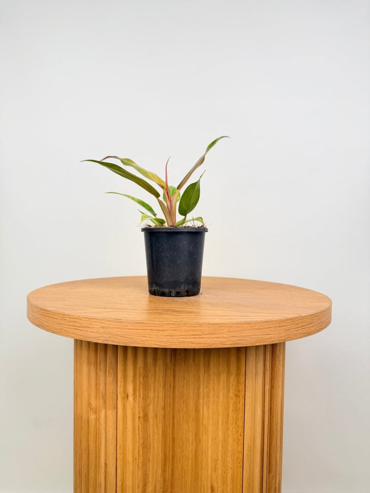 Philodendron Erubescens - Autumn Queen | Uprooted