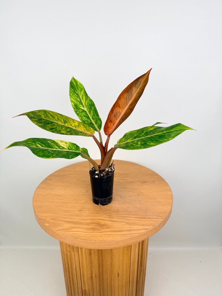 Philodendron Erubescens - Autumn Queen | Uprooted