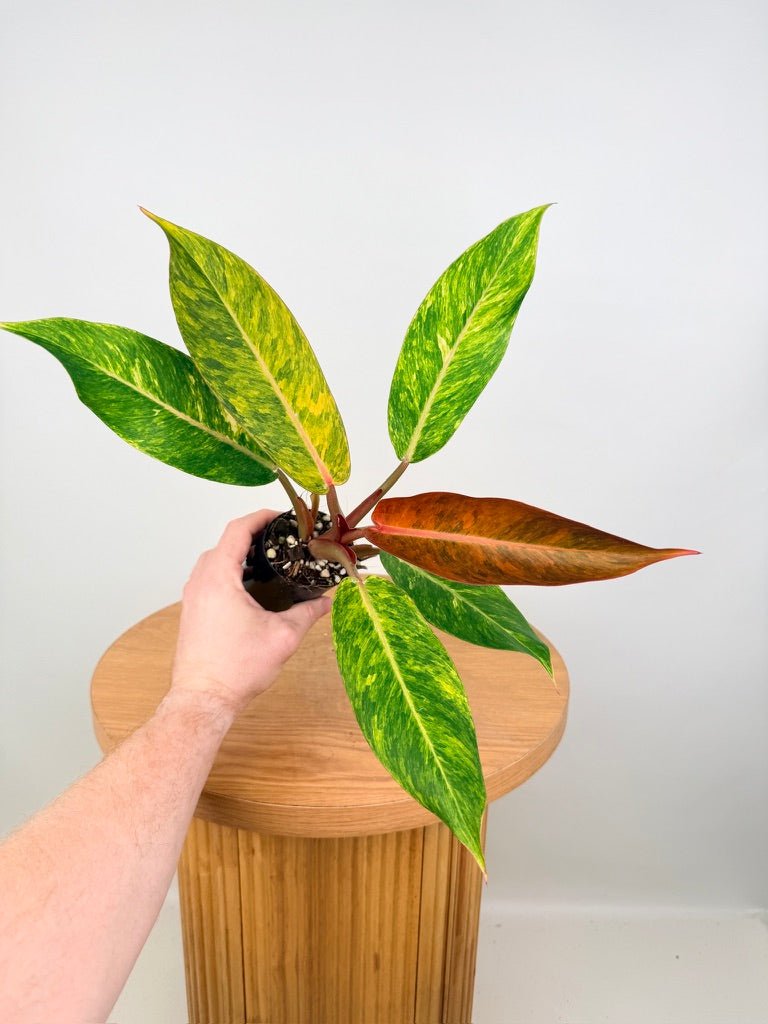 Philodendron Erubescens - Autumn Queen | Uprooted