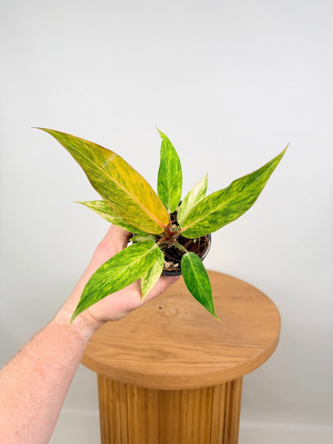 Philodendron Erubescens - Autumn Queen | Uprooted