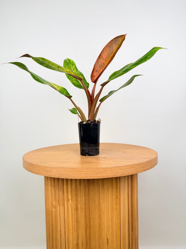 Philodendron Erubescens - Autumn Queen | Uprooted