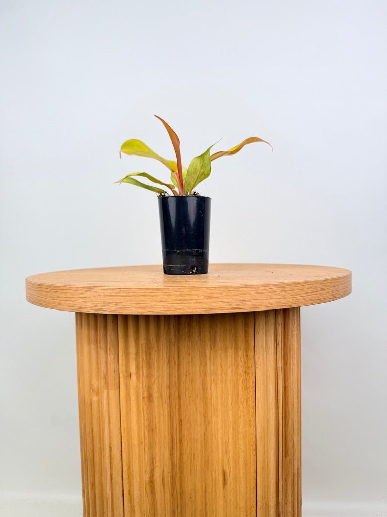 Philodendron Erubescens - Autumn Queen | Uprooted