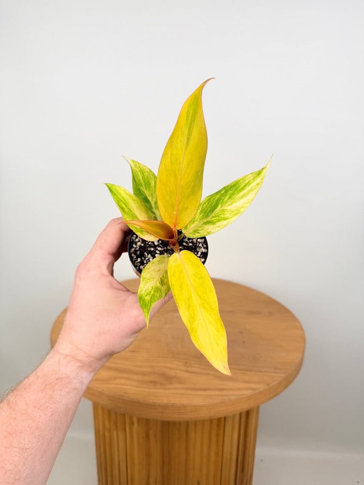 Philodendron Erubescens - Autumn Queen | Uprooted