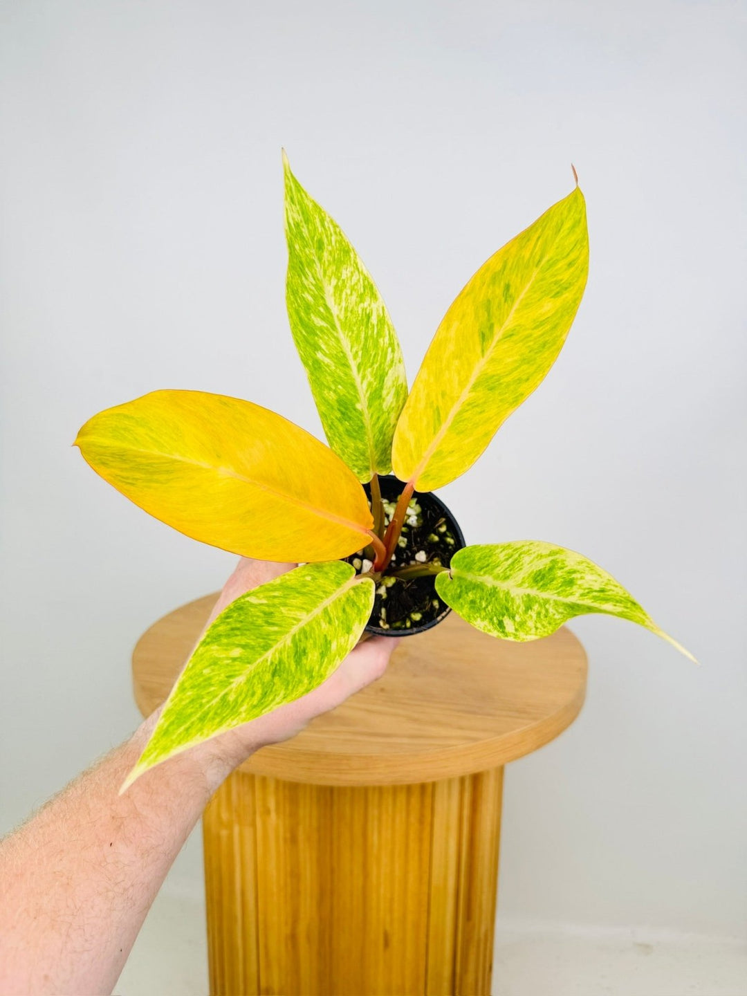 autumn philodendron Philodendron Erubescens - Autumn Queen | Uprooted