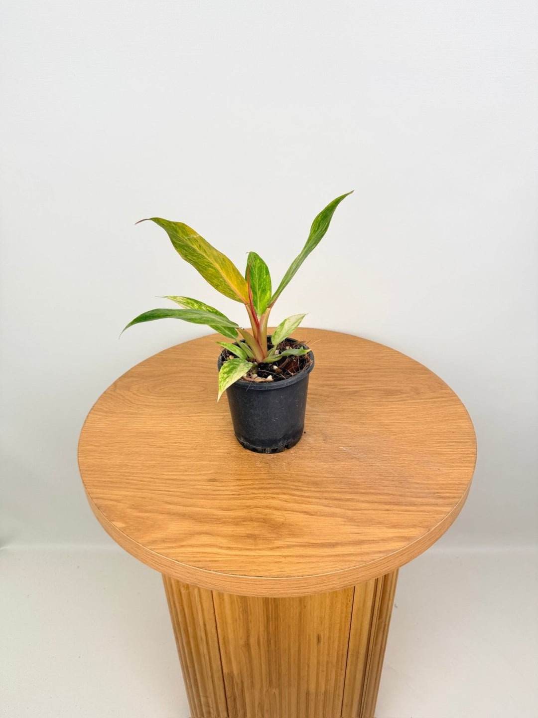 Philodendron Erubescens - Autumn Queen | Uprooted