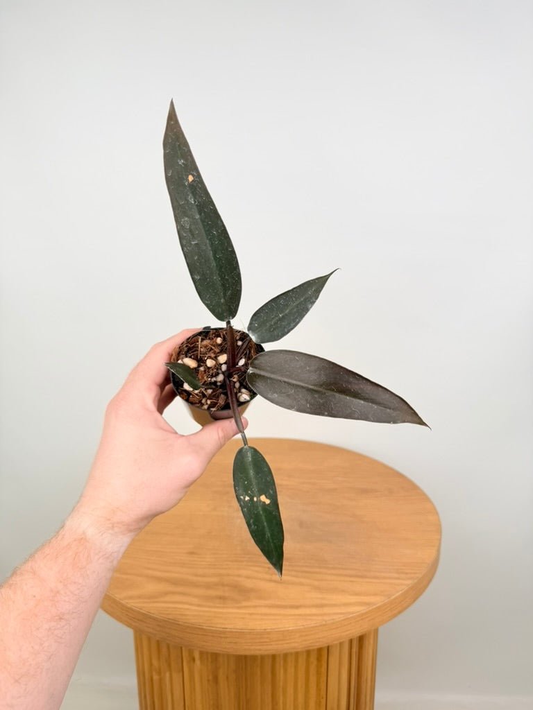 Philodendron Erubescens - Black Knight | Uprooted