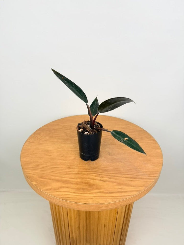 Philodendron Erubescens - Black Knight | Uprooted
