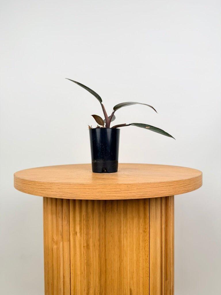 Philodendron Erubescens - Black Knight | Uprooted