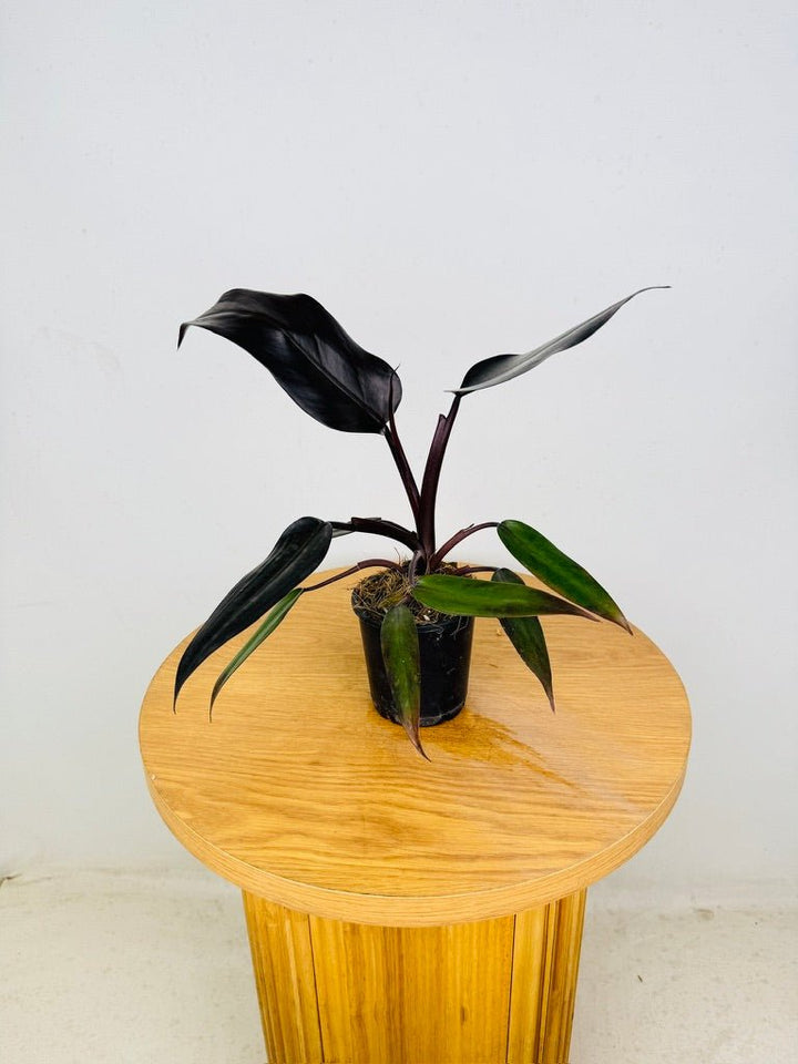 Philodendron Erubescens - Black Prince | Uprooted