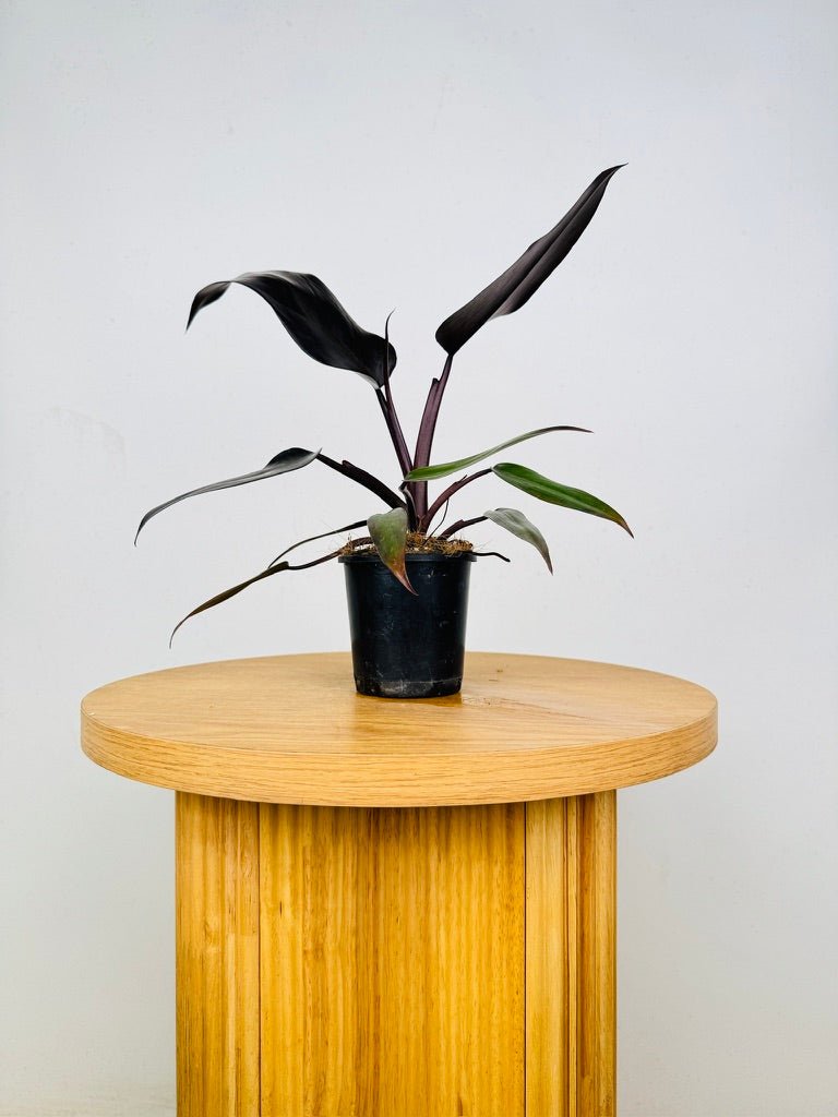 Philodendron Erubescens - Black Prince | Uprooted