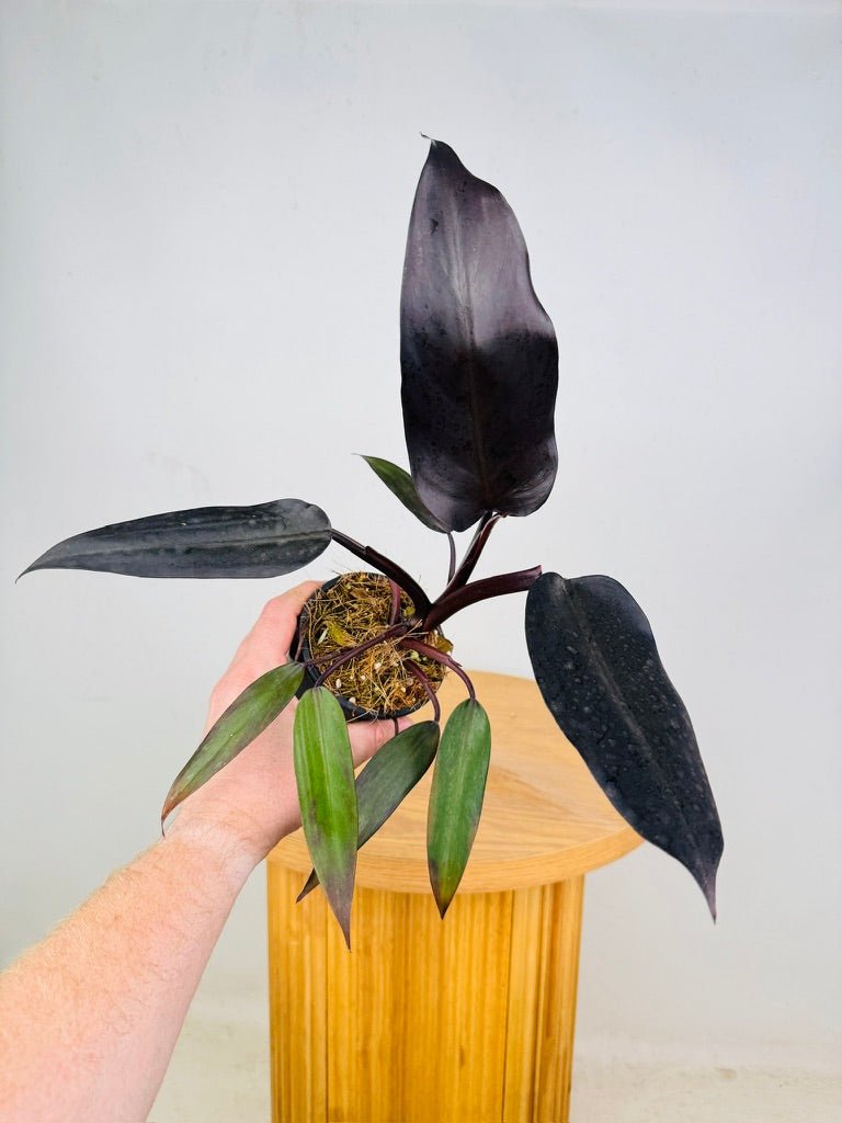 Philodendron Erubescens - Black Prince | Uprooted