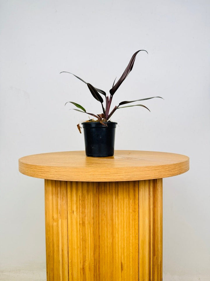 Philodendron Erubescens - Black Prince | Uprooted