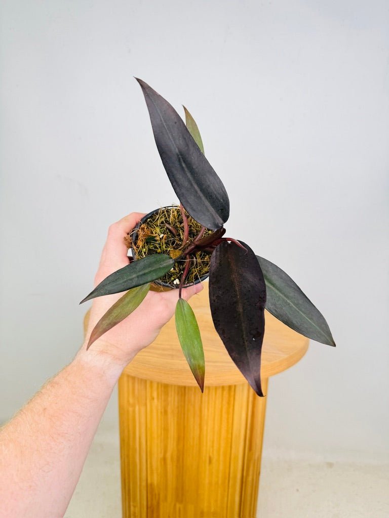 Philodendron Erubescens - Black Prince | Uprooted