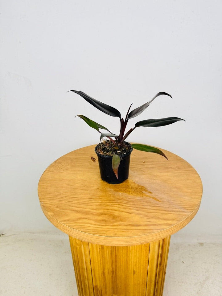 Philodendron Erubescens - Black Prince | Uprooted