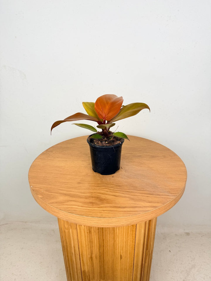 Philodendron Erubescens - Cherry Red | Uprooted