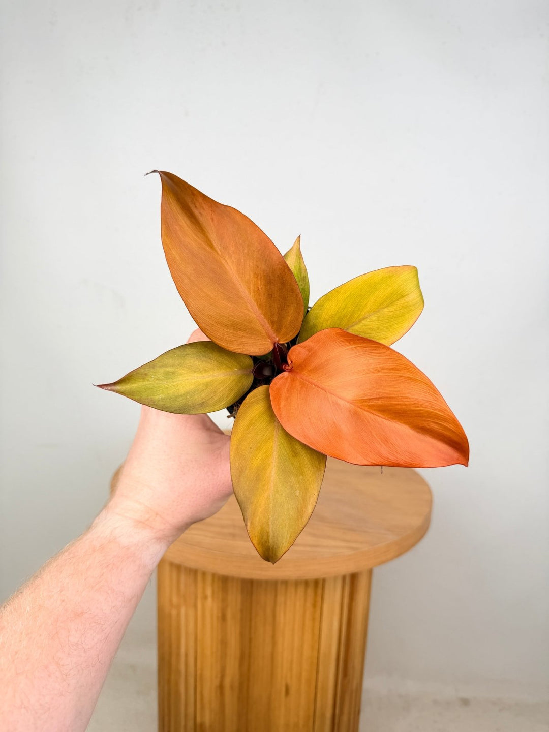 Philodendron Erubescens - Cherry Red | Uprooted