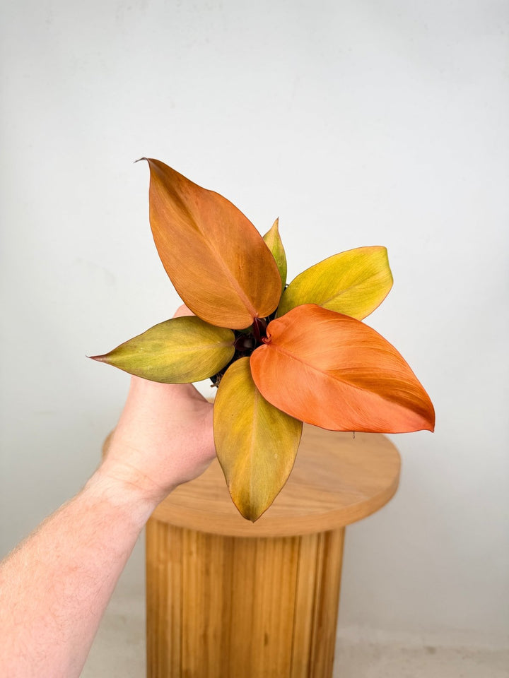 Philodendron Erubescens - Cherry Red | Uprooted