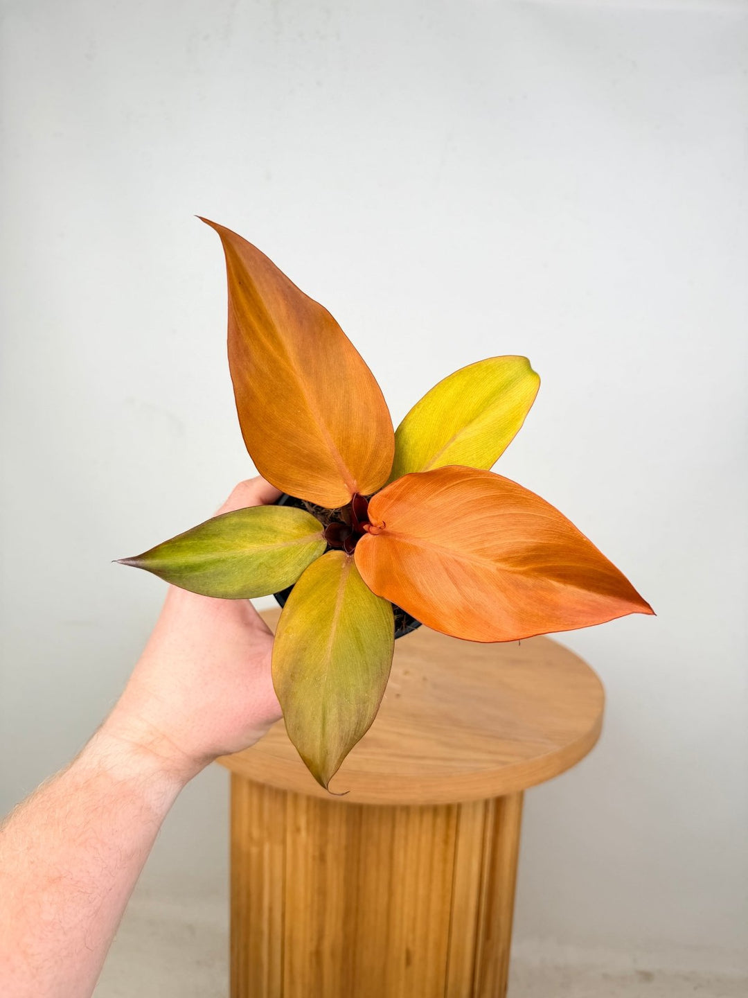 Philodendron Erubescens - Cherry Red | Uprooted