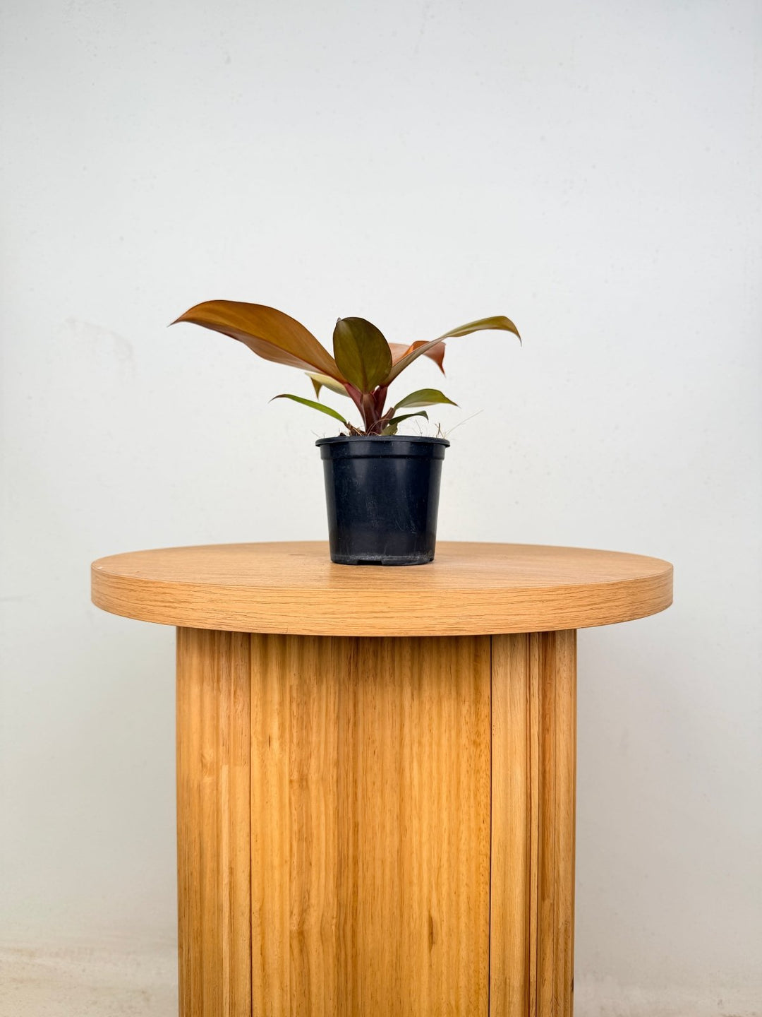 Philodendron Erubescens - Cherry Red | Uprooted