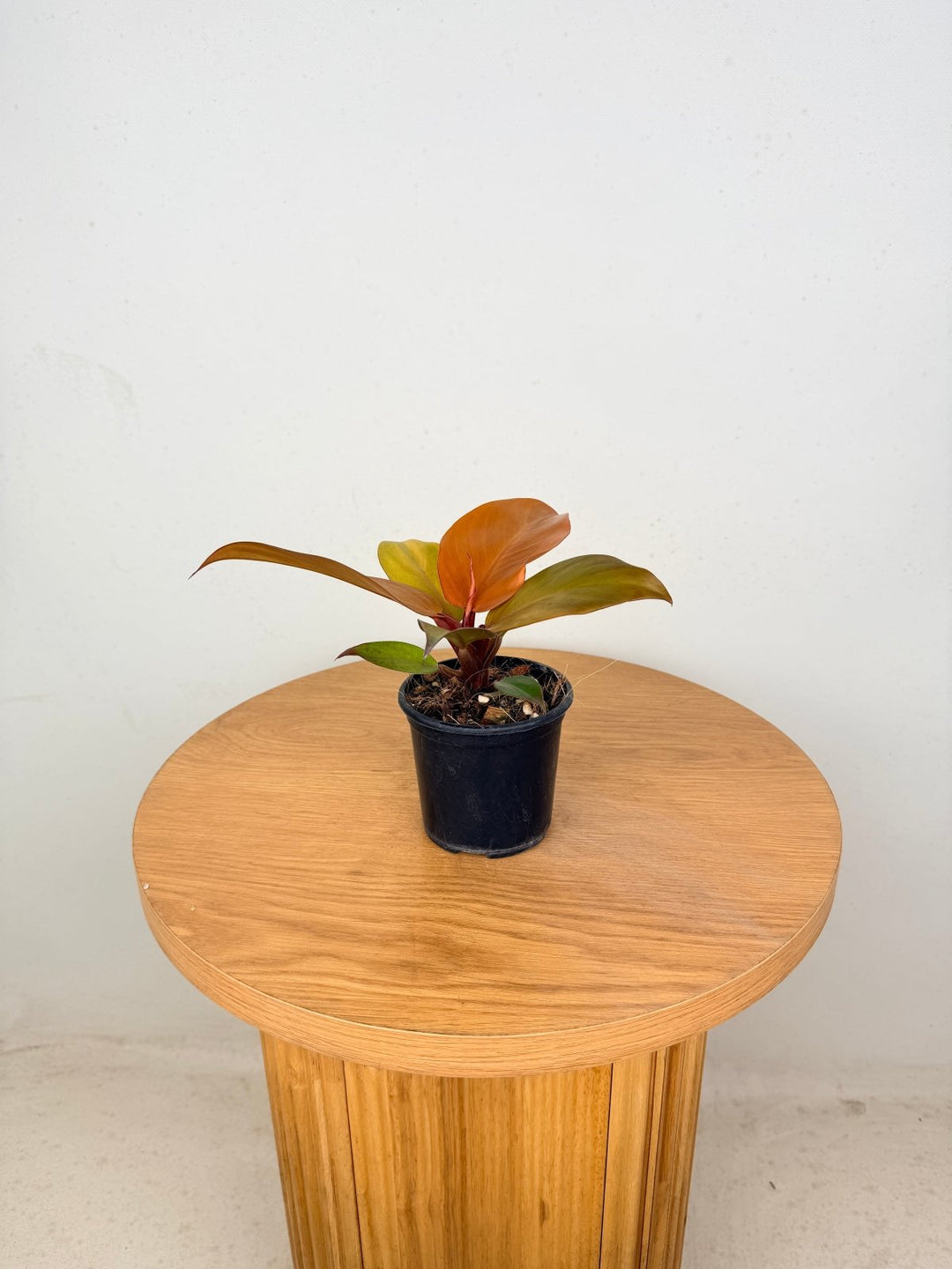 Philodendron Erubescens - Cherry Red | Uprooted