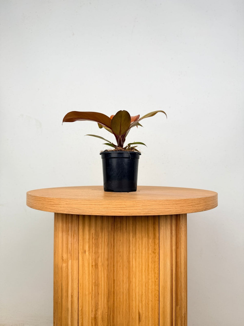 Philodendron Erubescens - Cherry Red | Uprooted
