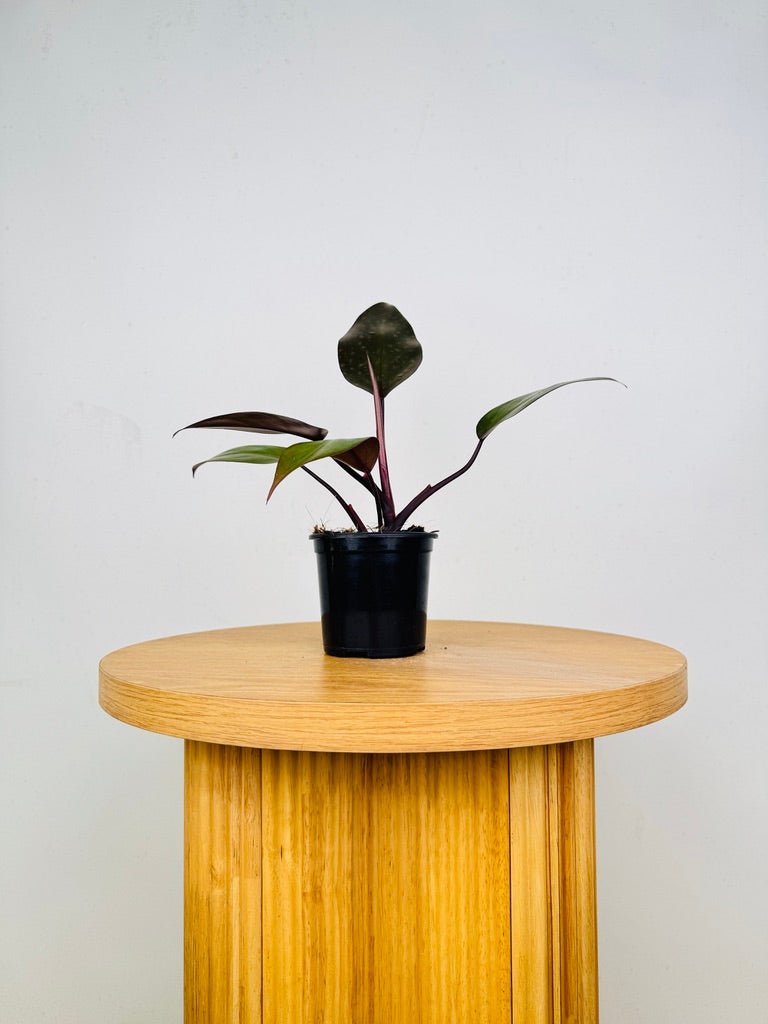 philodendron dark lord australia Philodendron Dark Lord | Uprooted