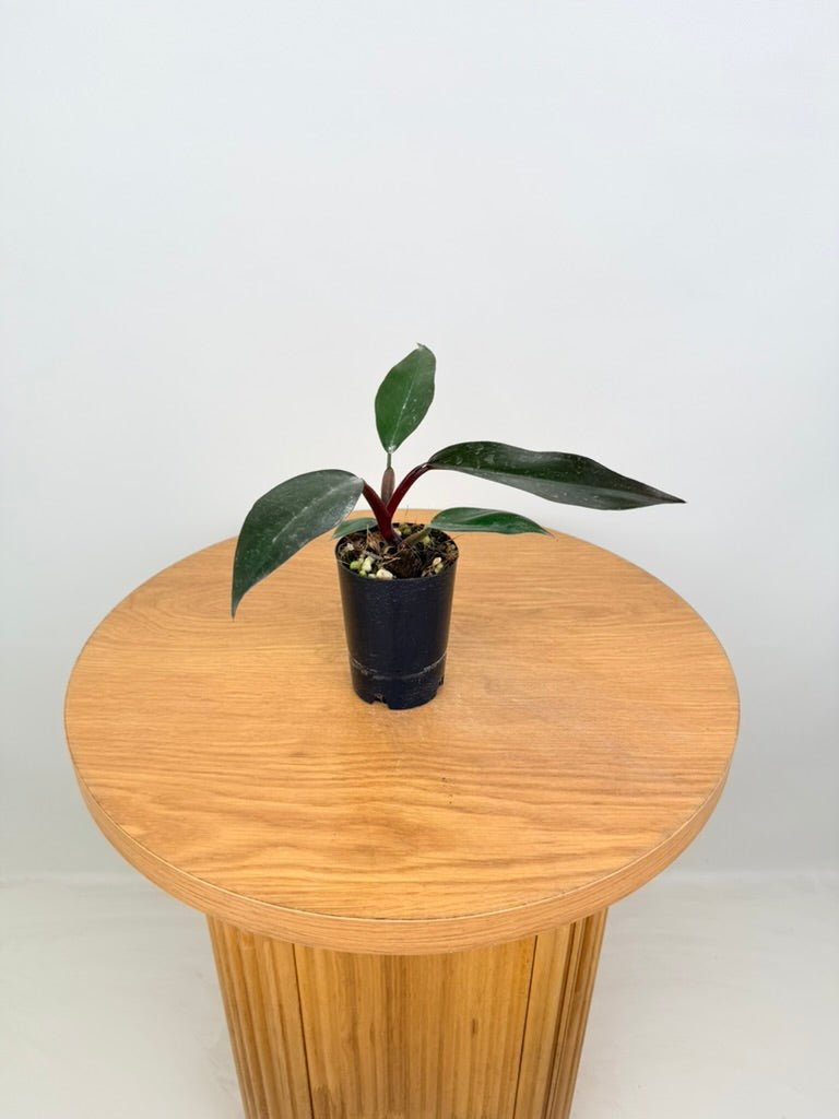 Philodendron Erubescens - Dark Lord | Uprooted