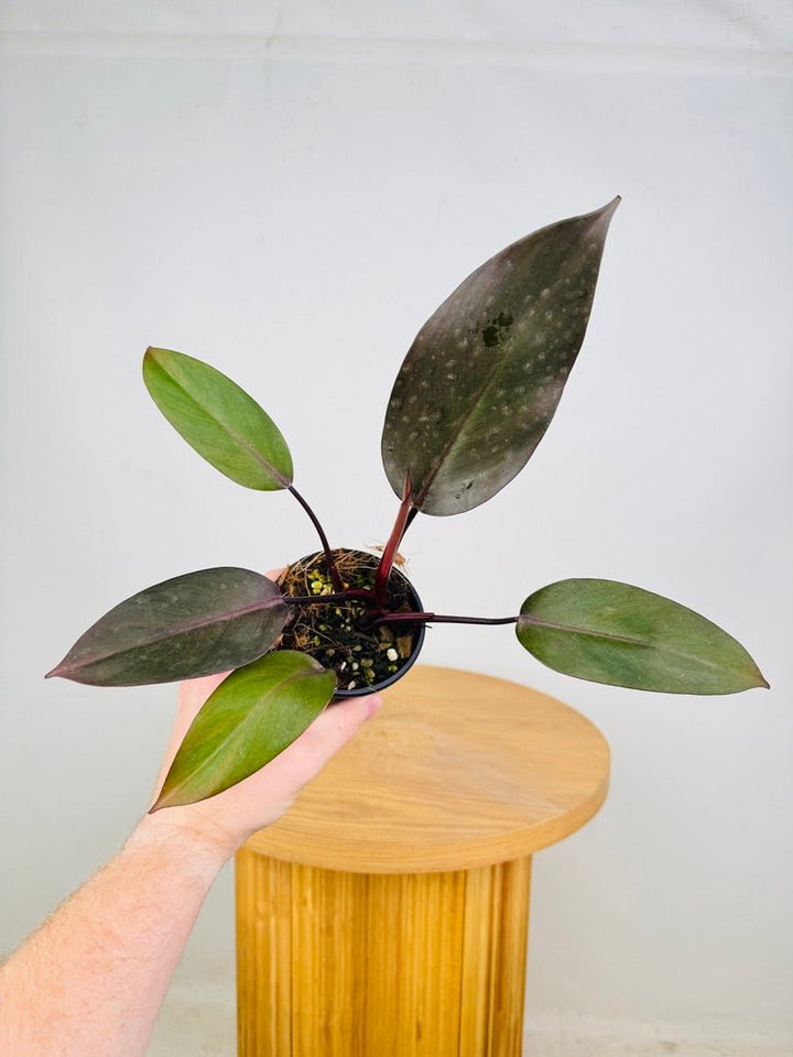 Philodendron Erubescens - Dark Lord | Uprooted
