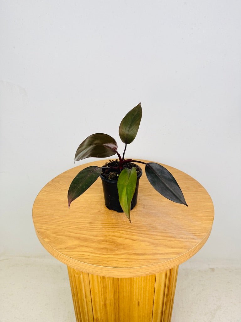 philodendron dark lord propagation Philodendron Dark Lord | Uprooted
