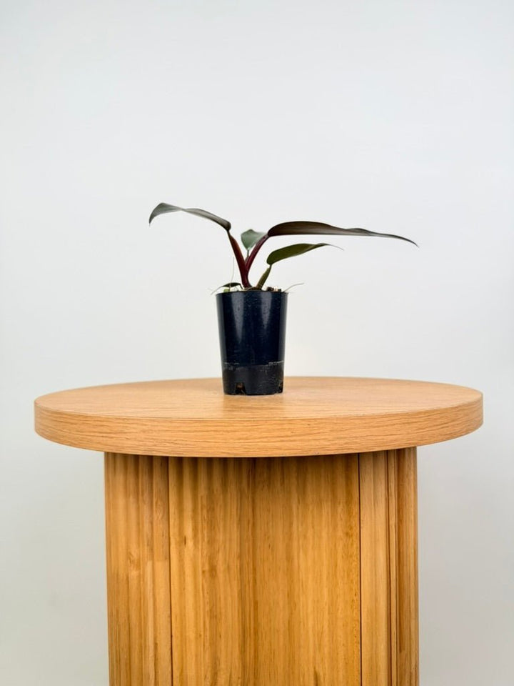 Philodendron Erubescens - Dark Lord | Uprooted