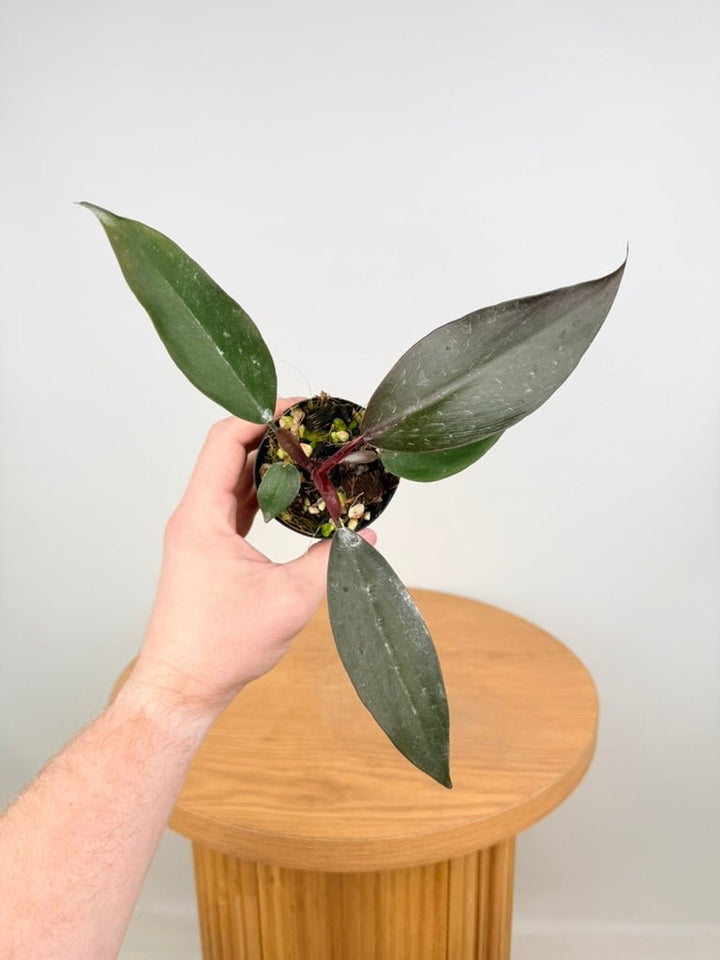 Philodendron Erubescens - Dark Lord | Uprooted
