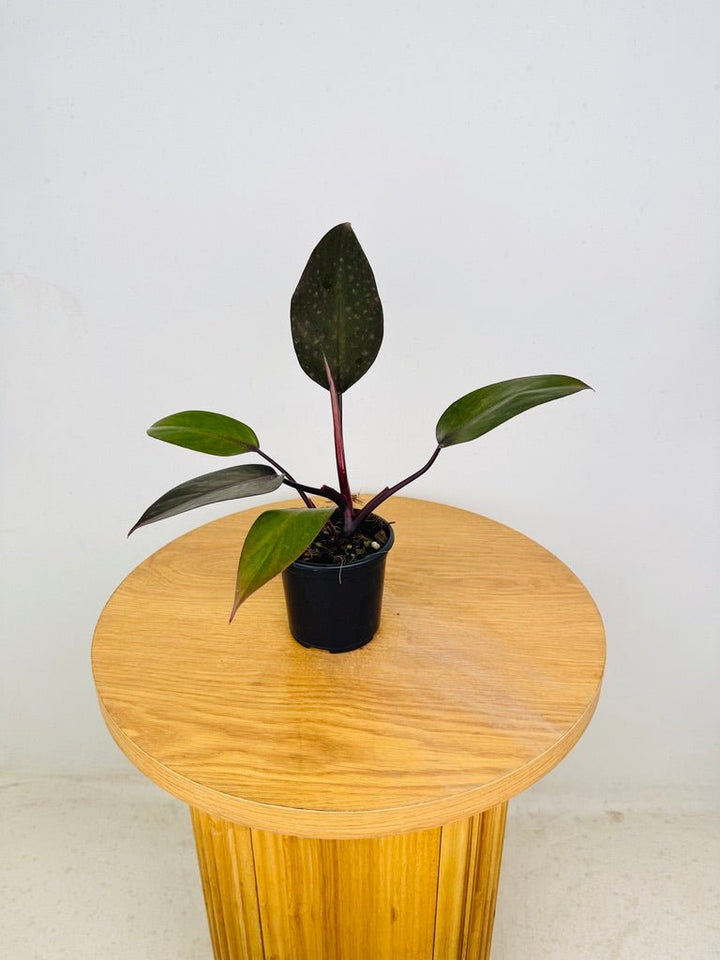 Philodendron Erubescens - Dark Lord | Uprooted
