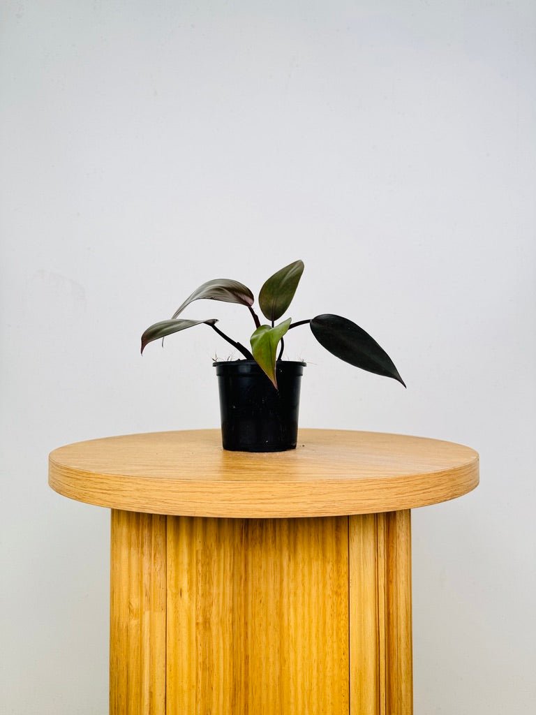 Philodendron Erubescens - Dark Lord | Uprooted