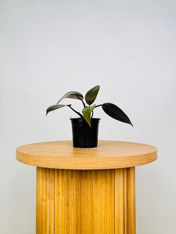 Philodendron Erubescens - Dark Lord | Uprooted