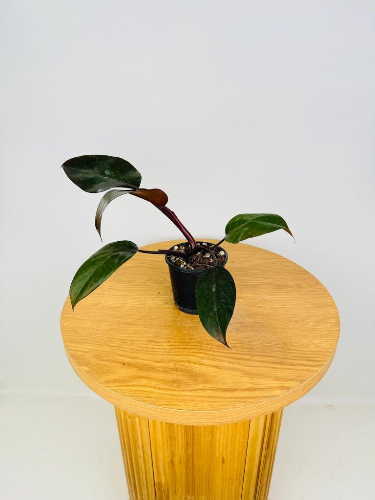 philodendron dark lord australia Philodendron Dark Lord | Uprooted